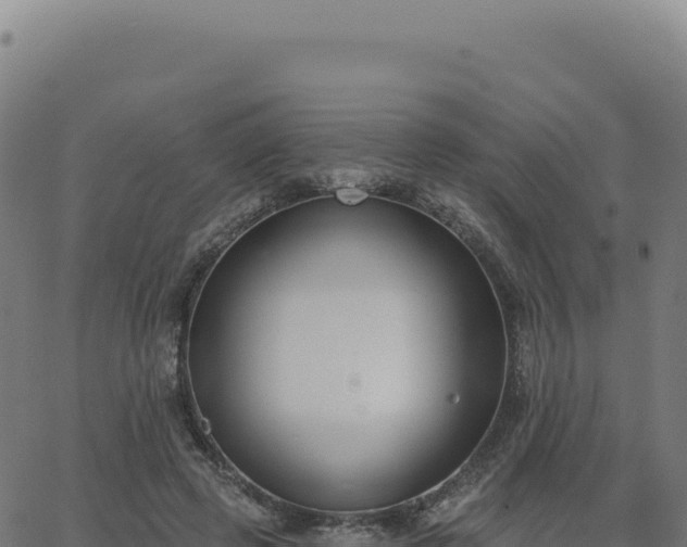 X0000062860545200601201731