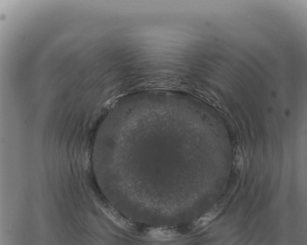 X0000062860568200601201732