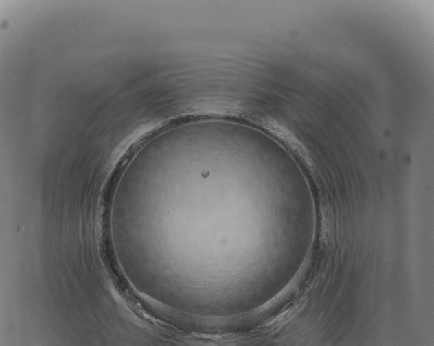 X0000062860580200601201731