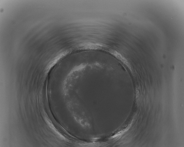 X0000062860581200601201731