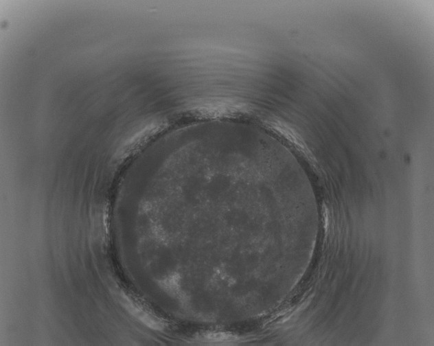 X0000062860590200601201731