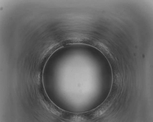 X0000062860596200601201731