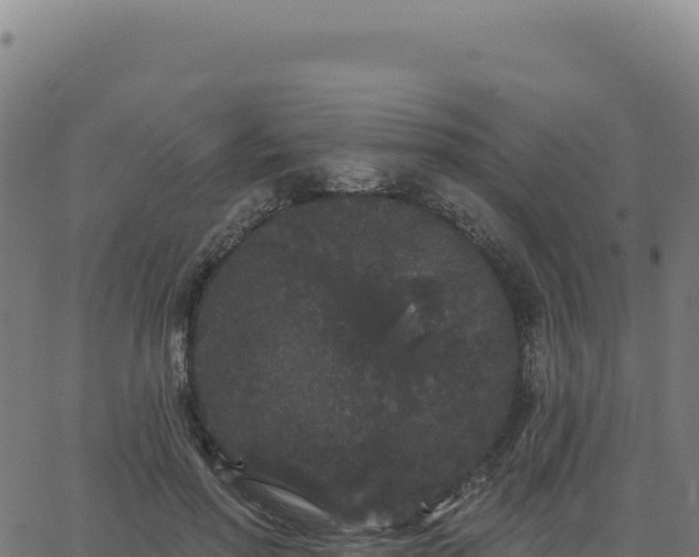 X0000062860598200601201731