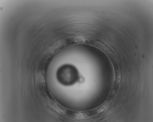 X0000062860616200601201730