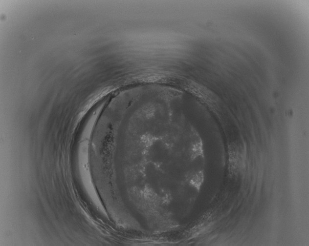 X0000062860626200601201729