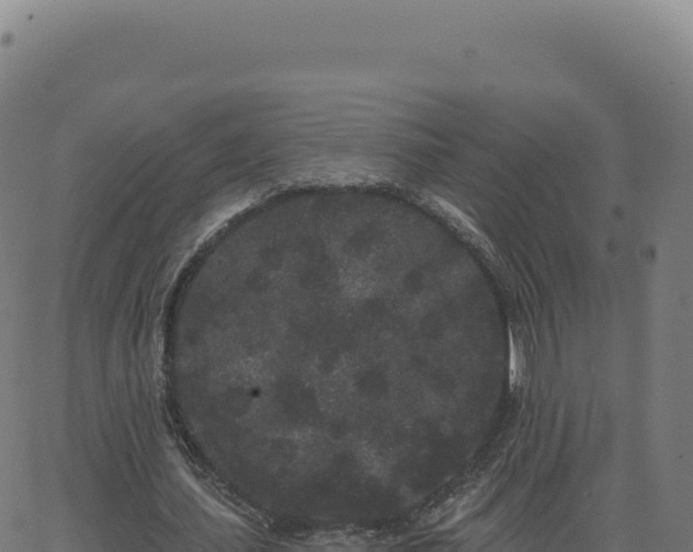 X0000062860627200601201729