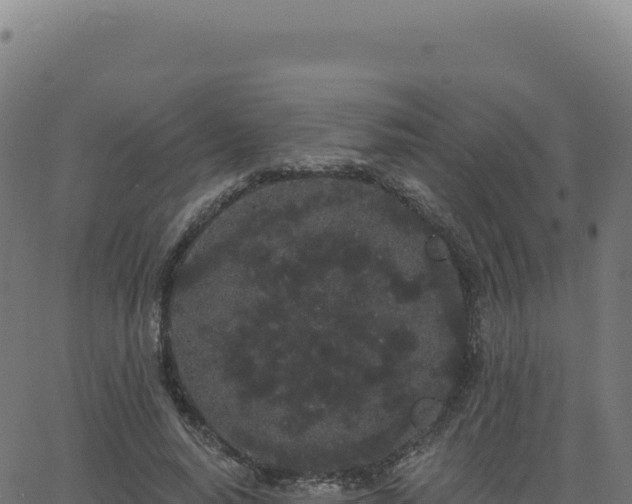 X0000062860640200601201730