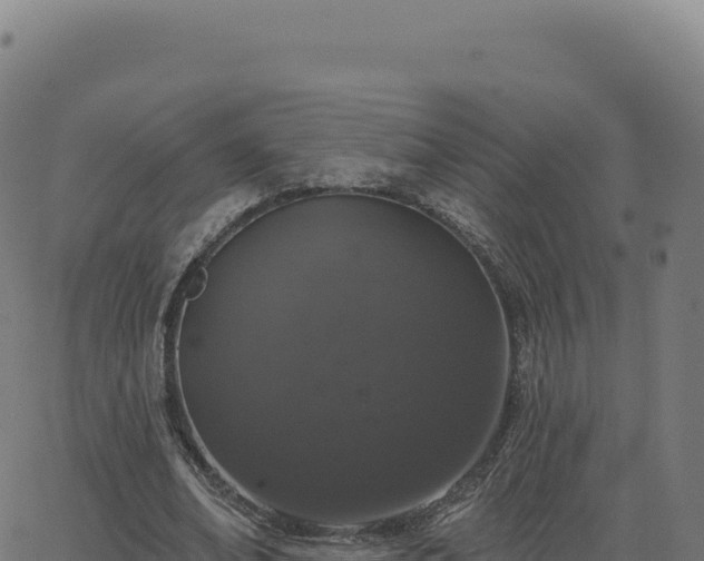 X0000062860678200601201729