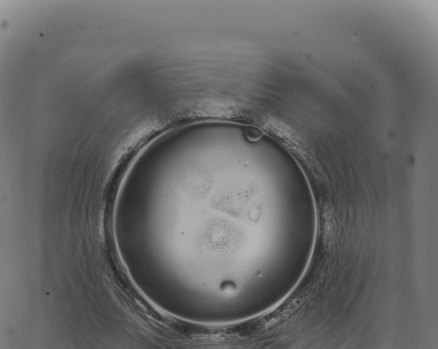 X0000062860679200601201729