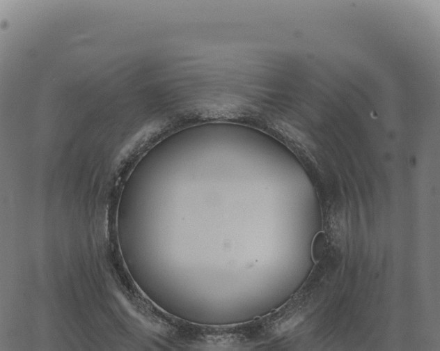 X0000062860686200601201729