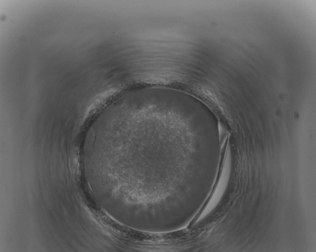 X0000062860688200601201729