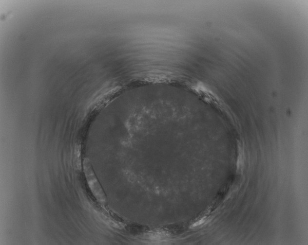 X0000062860696200601201729