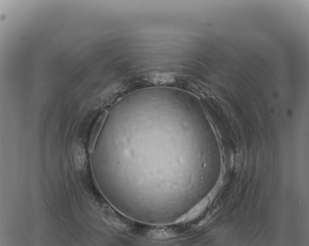 X0000062860704200601201729