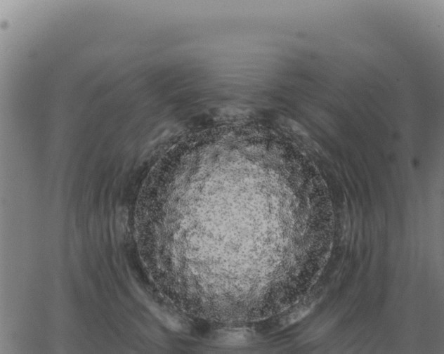 X0000062860711200601201729