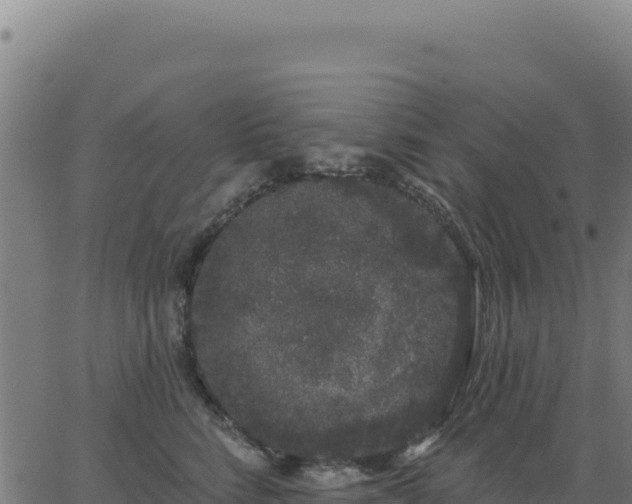 X0000062860712200601201729