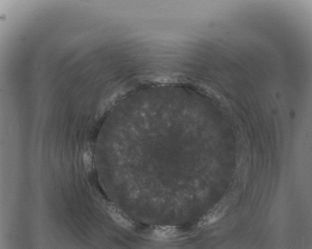 X0000062860720200601201729