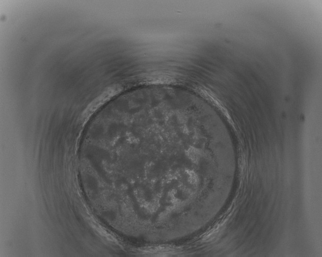 X0000062860721200601201728