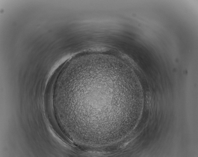 X0000062860726200601201728