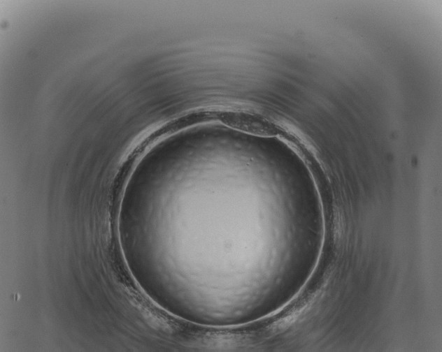 X0000062860829200601201726