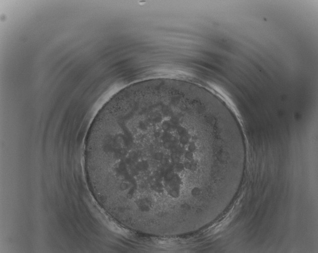 X0000062860899200601201726