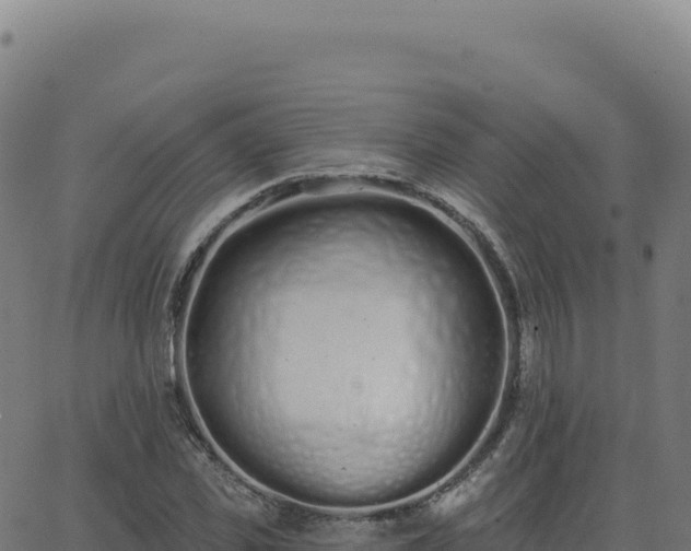 X0000062860925200601201725