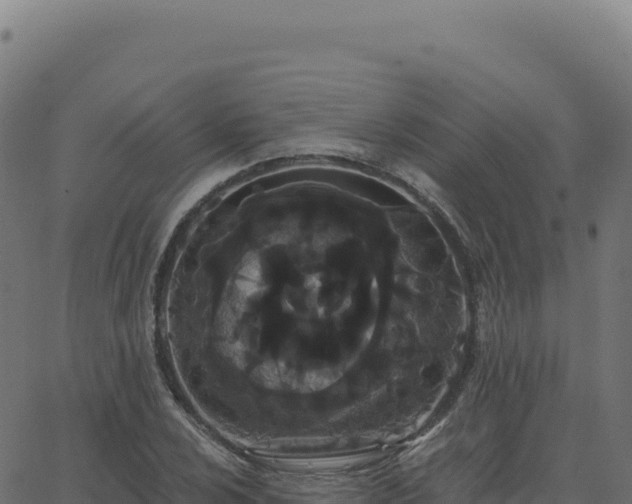 X0000062861024200601201723