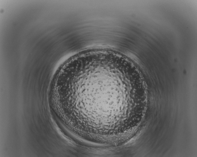 X0000062861030200601201723