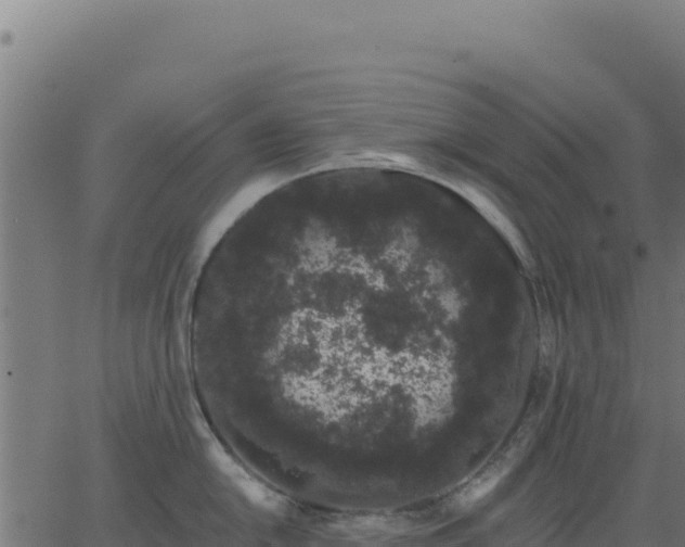 X0000062861054200601201724