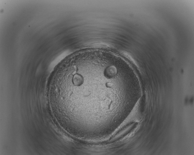 X0000062861071200601201723