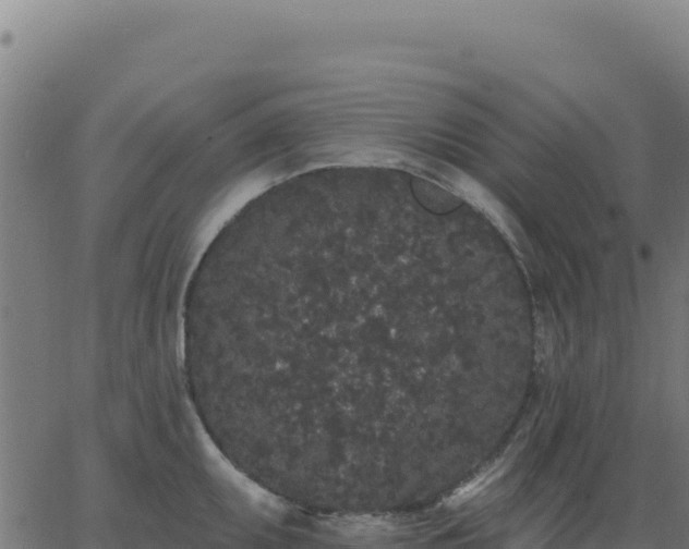 X0000062861095200601201722