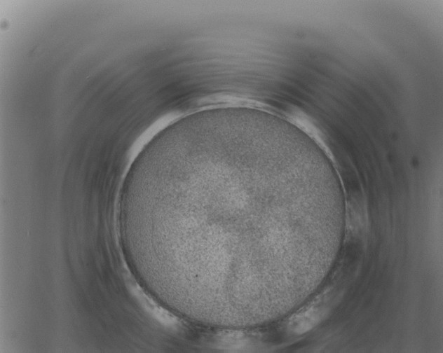 X0000062861098200601201722