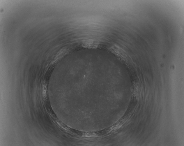 X0000062861154200601201721