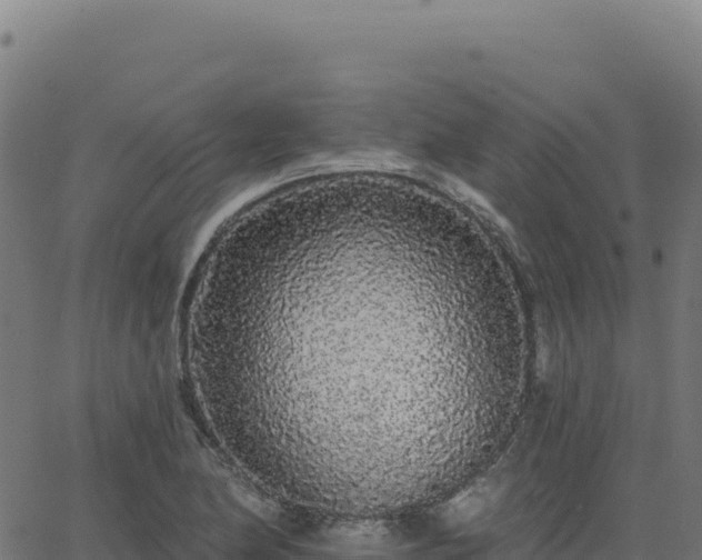 X0000062861174200601201721