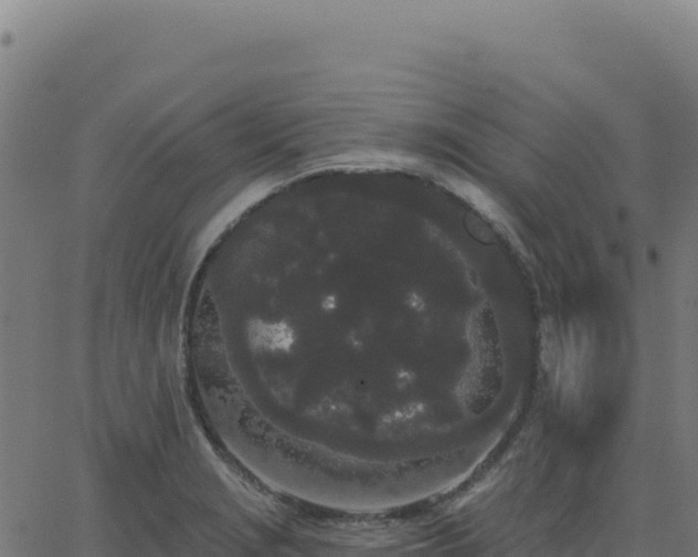 X0000062861229200601201720