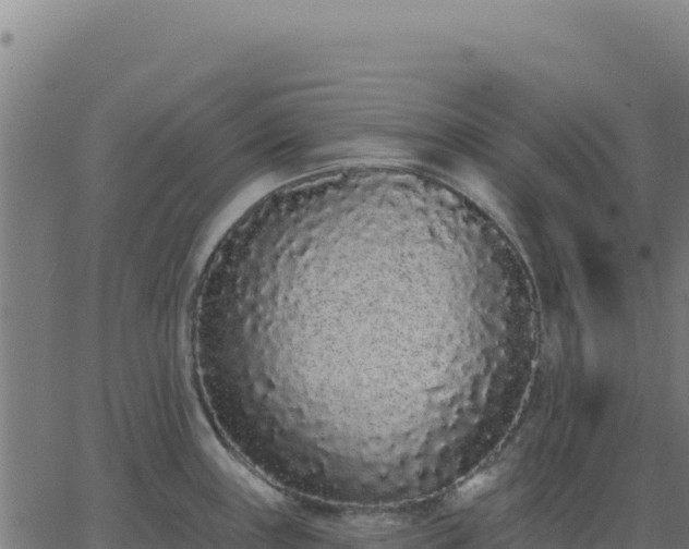 X0000062861243200601201721