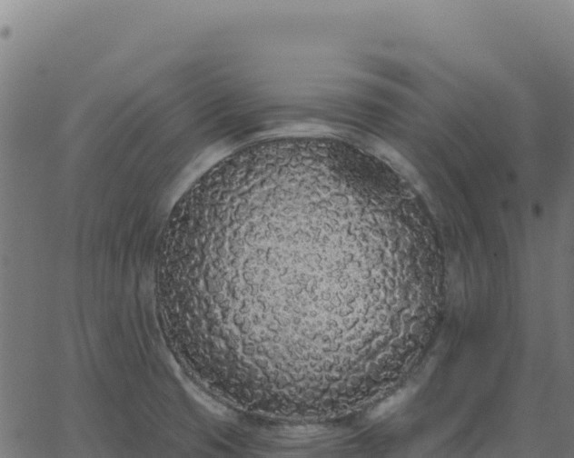 X0000062861425200601201717