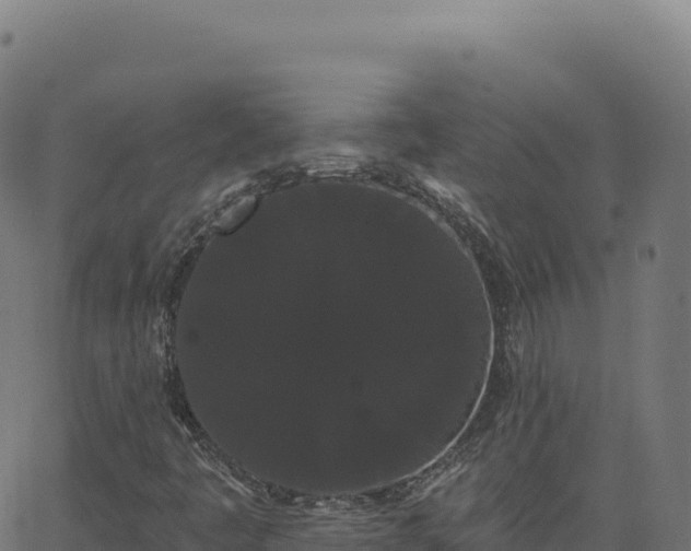 X0000062861445200601201717