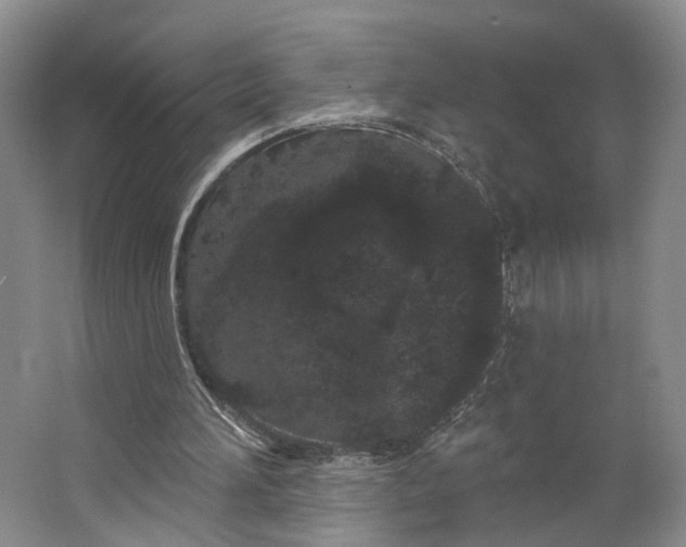 X0000062860196200601271539