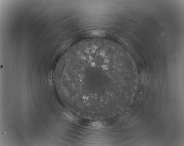 X0000062860423200601271535