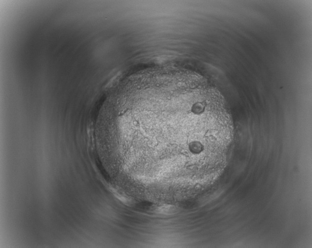 X0000062860527200601271533