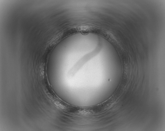 X0000062860545200601271533