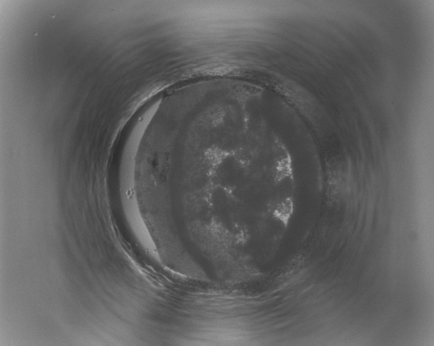 X0000062860626200601271531