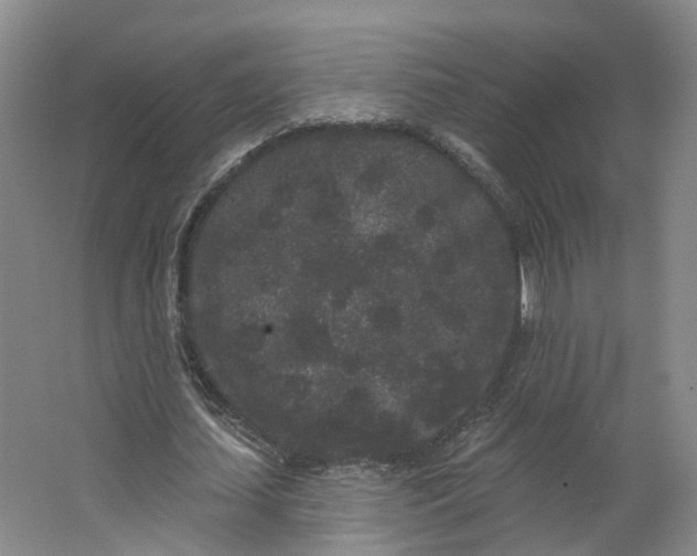 X0000062860627200601271531