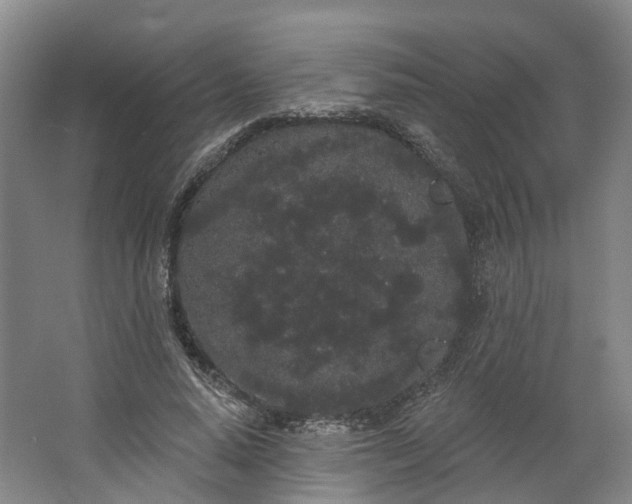 X0000062860640200601271531