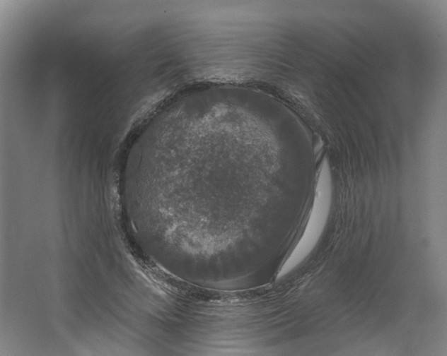 X0000062860688200601271530