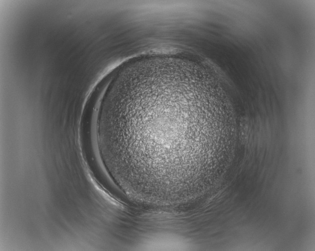 X0000062860726200601271529