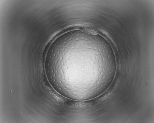 X0000062860829200601271528