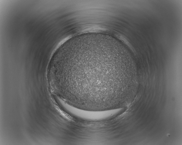 X0000062861026200601271524