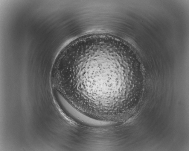 X0000062861030200601271525