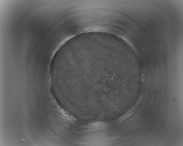 X0000062861117200601271523